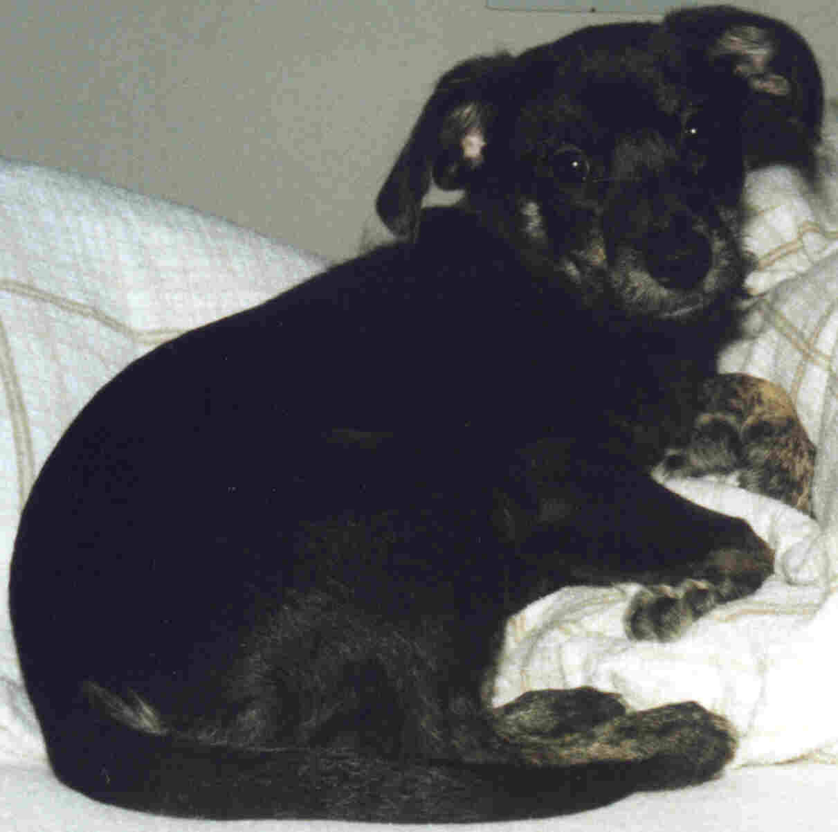 Pubo als junger Hund